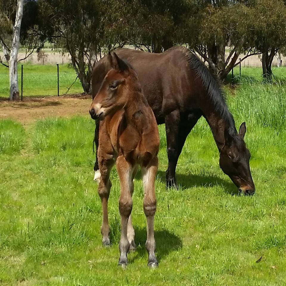 Radical proposal to boost state's breeding sector