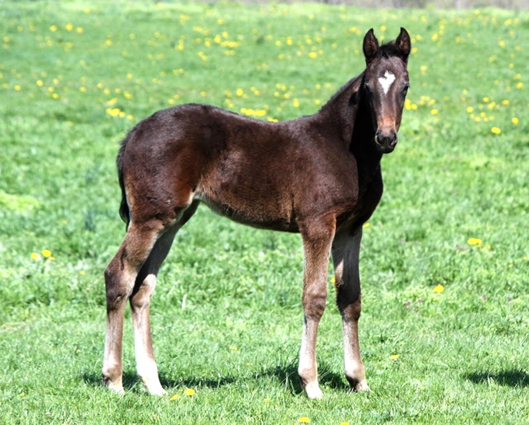 HRV announce huge incentives to breed in Victoria