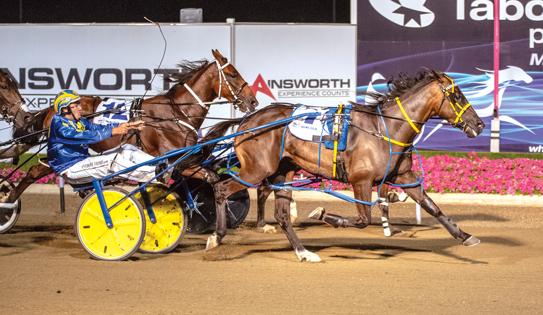 Fantastic fillies on offer