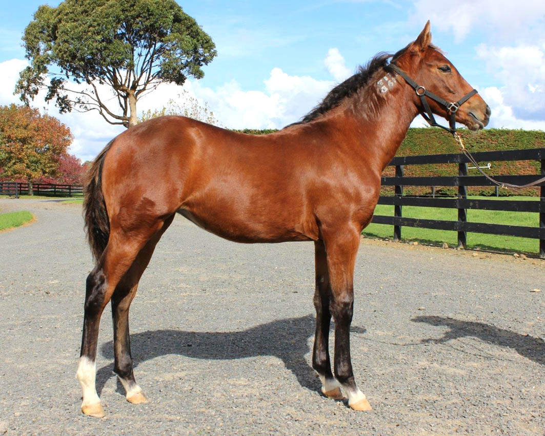 Magnificent weanling consignment in Karaka Sale