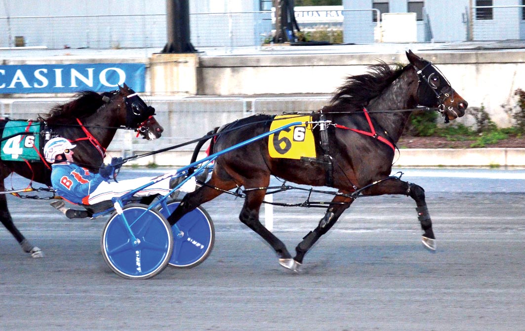 Kiwi-bred pacer too quick in USA