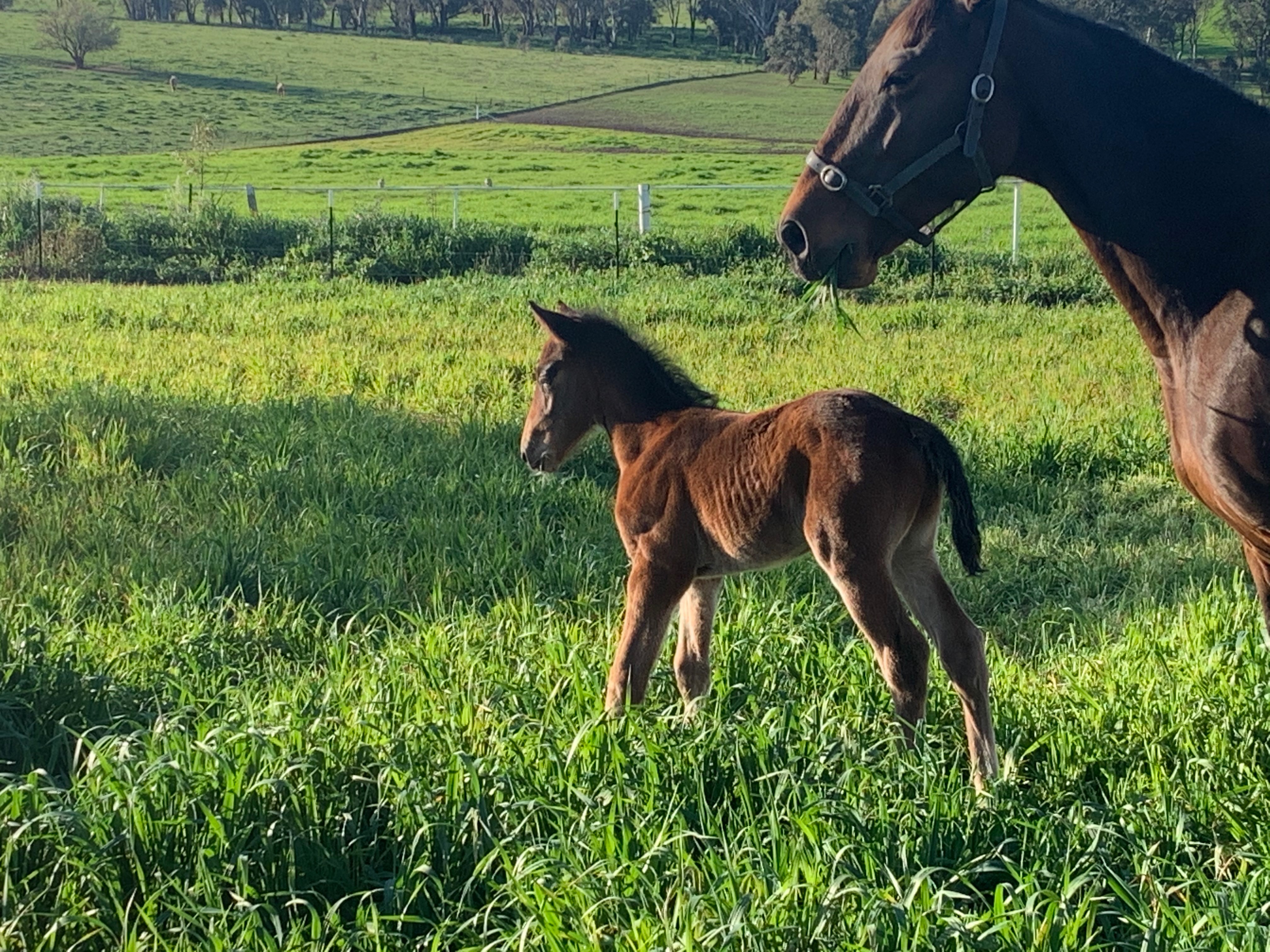 Prized matrons booked to Lazarus