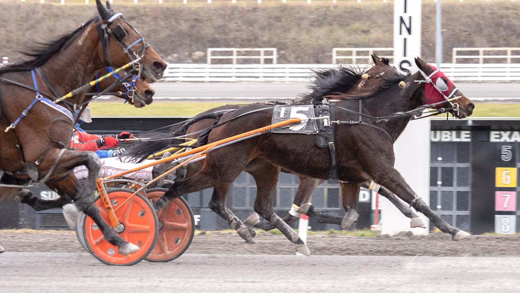 Talented mare continues remarkable season