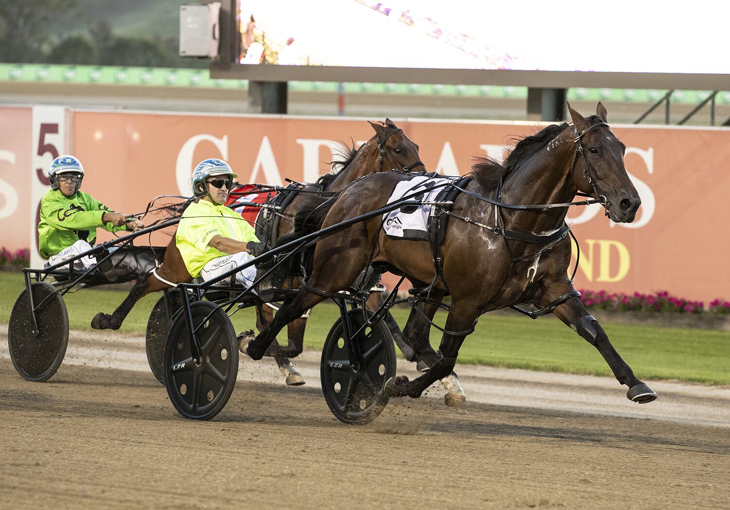 Big year for new first season sires