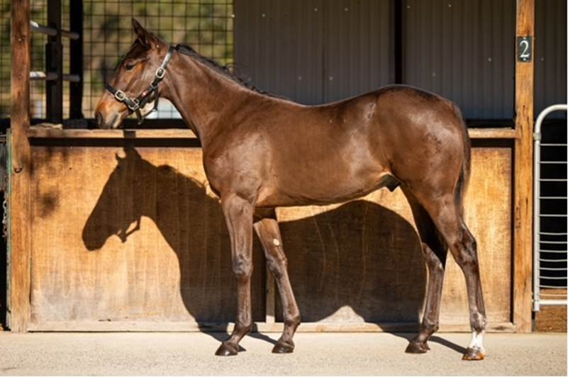 Opportunities aplenty for our breeding buffs