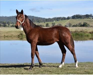 Mixed Sale sure to be a 'Great Success'