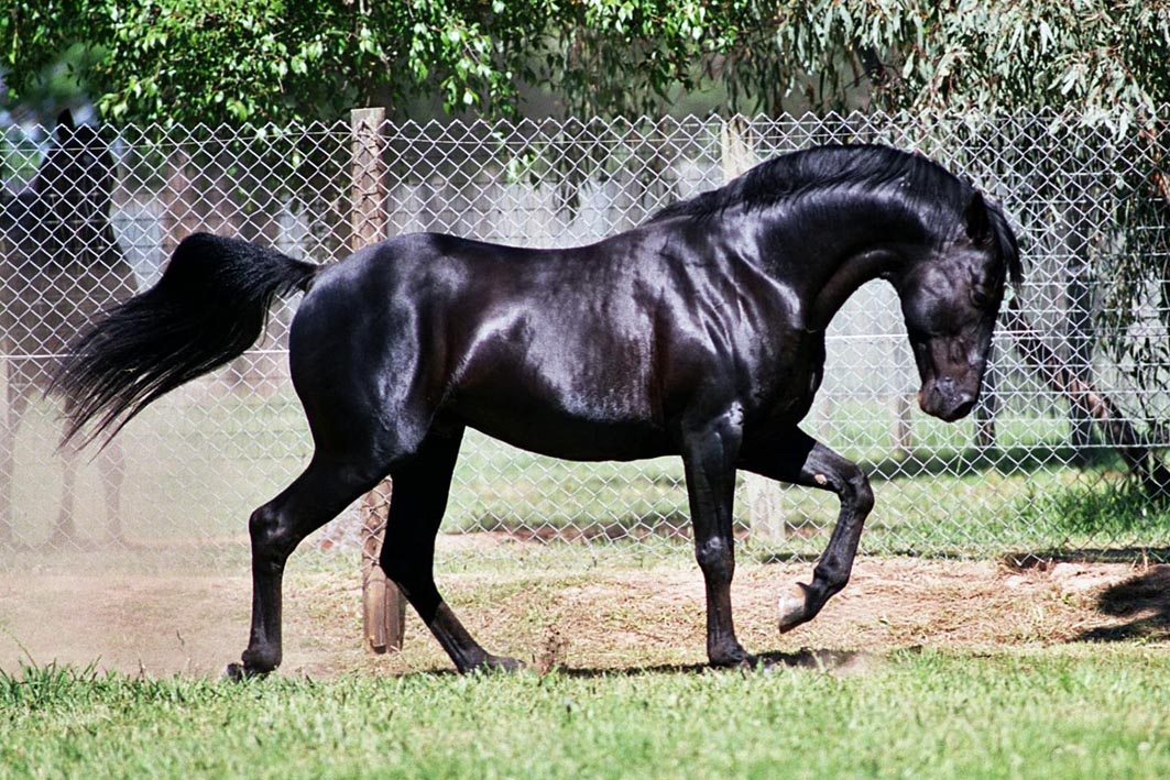 Highly-successful sire succumbs to twisted bowel