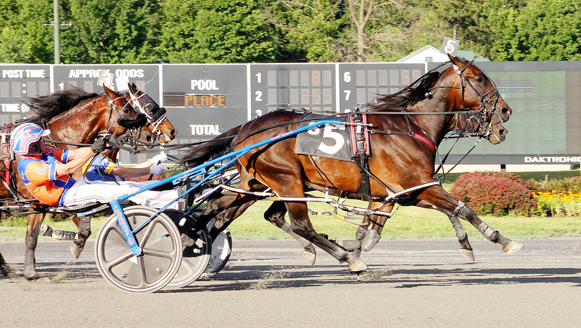 New Zealand-bred shines in USA