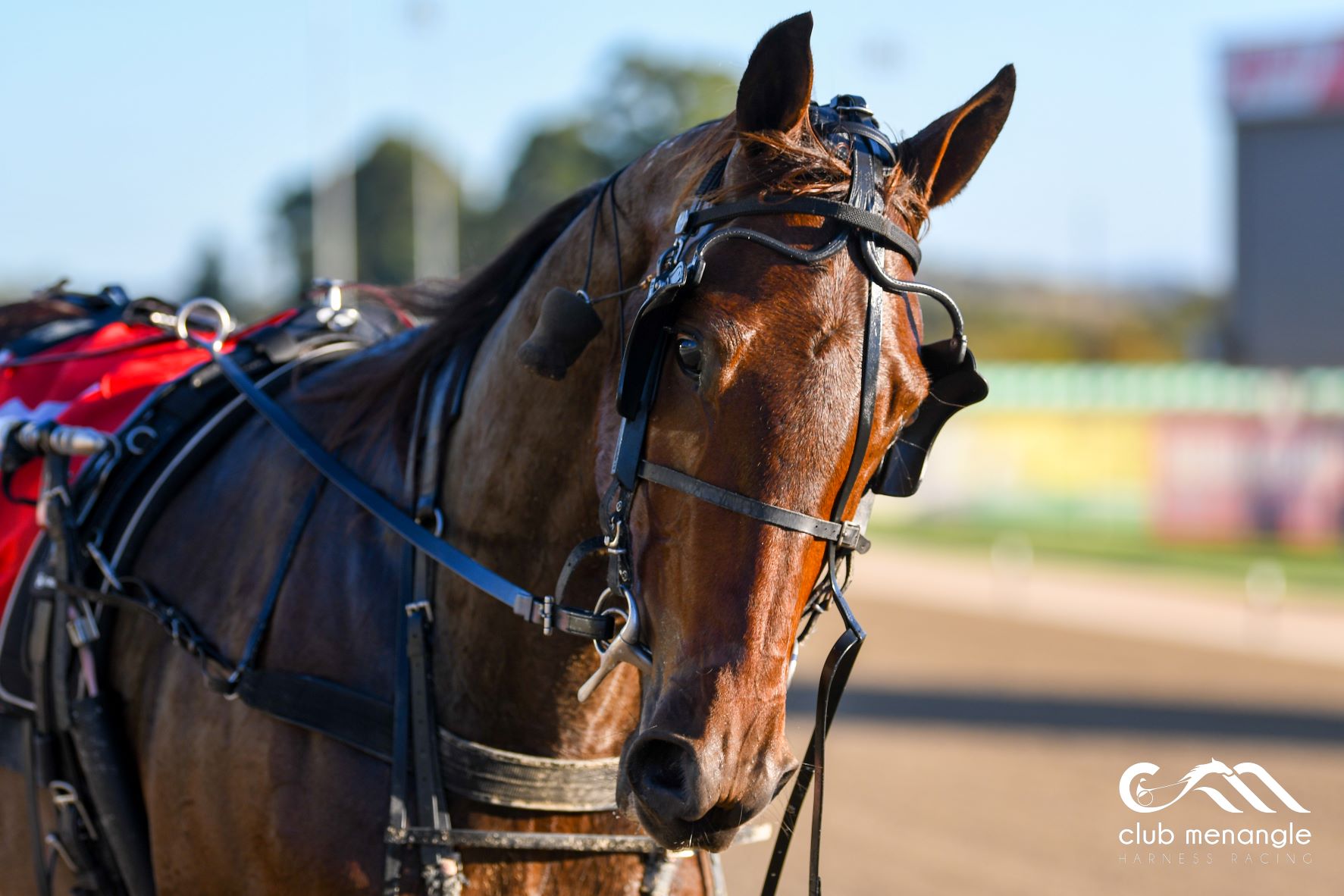 Winners galore for Menangle, Melton