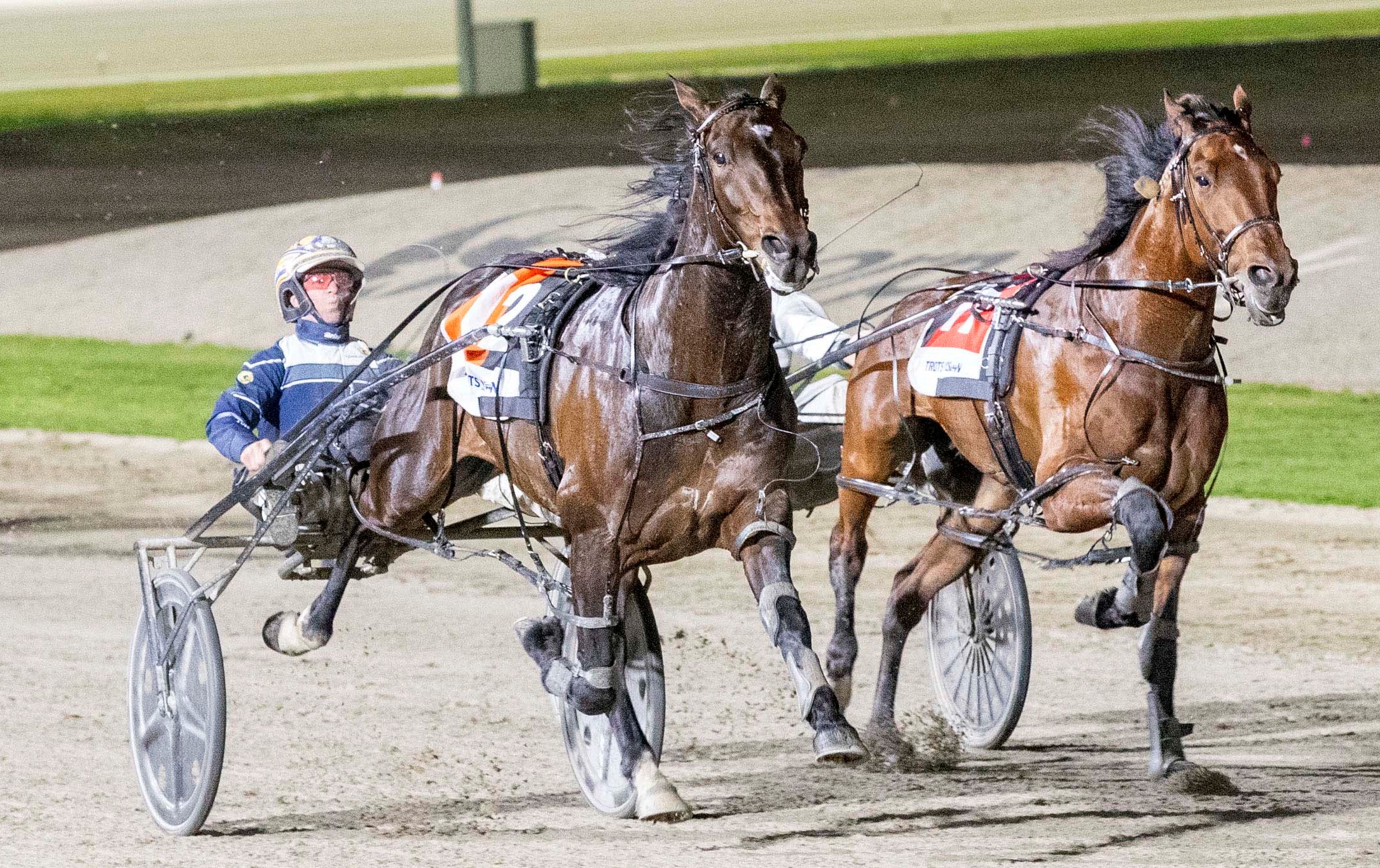 'He's the best horse I've driven'