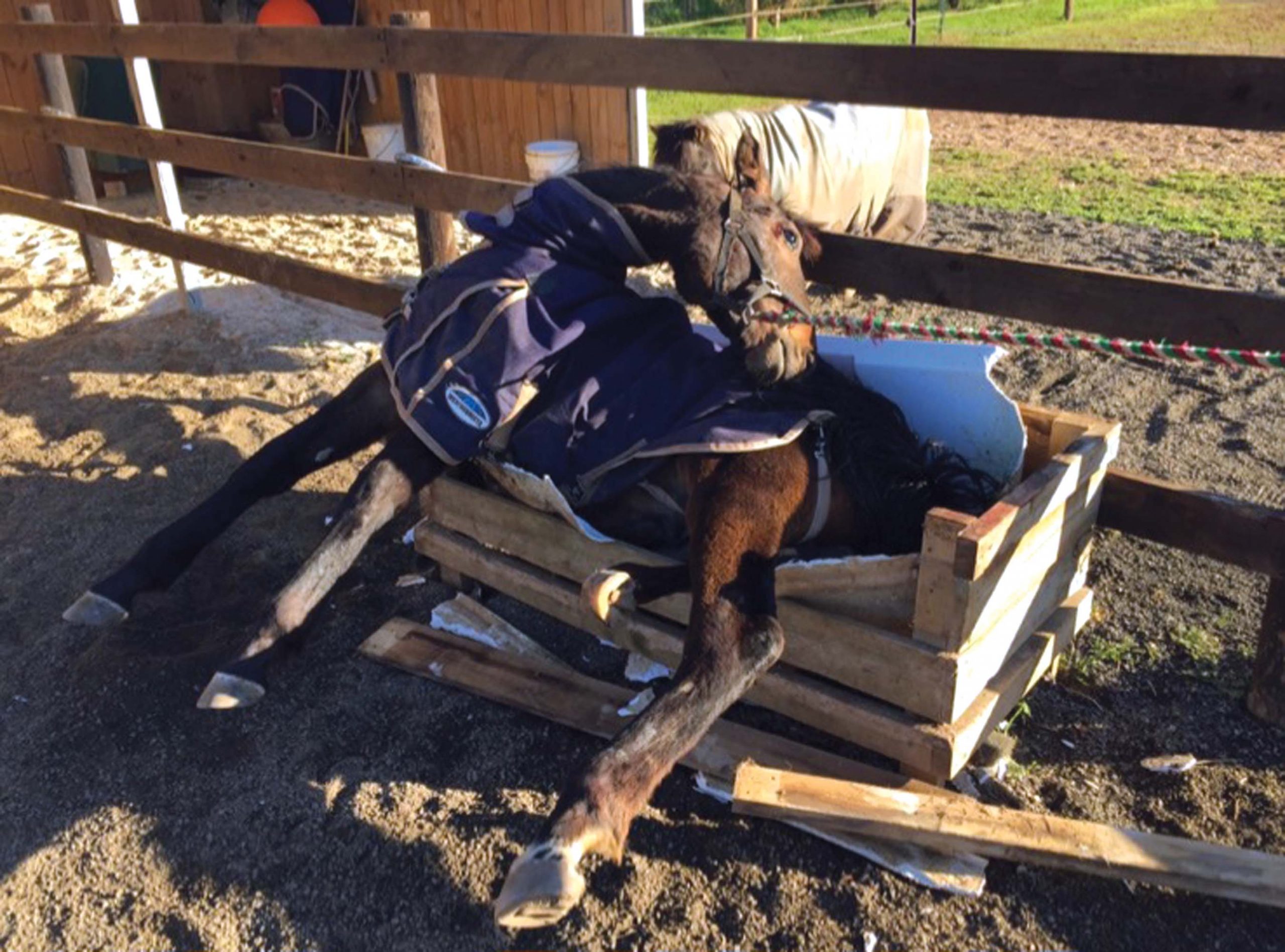 Lucky to be alive let alone ready for debut