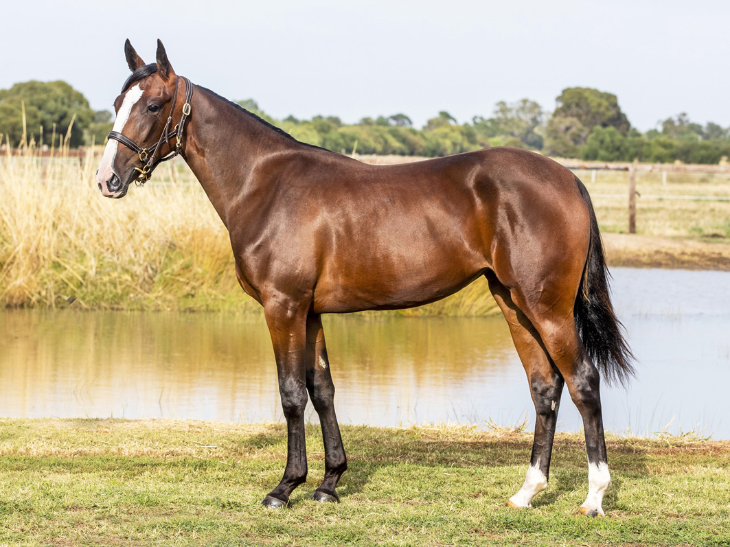 Famed breeding establishment offering "only one" at Sales