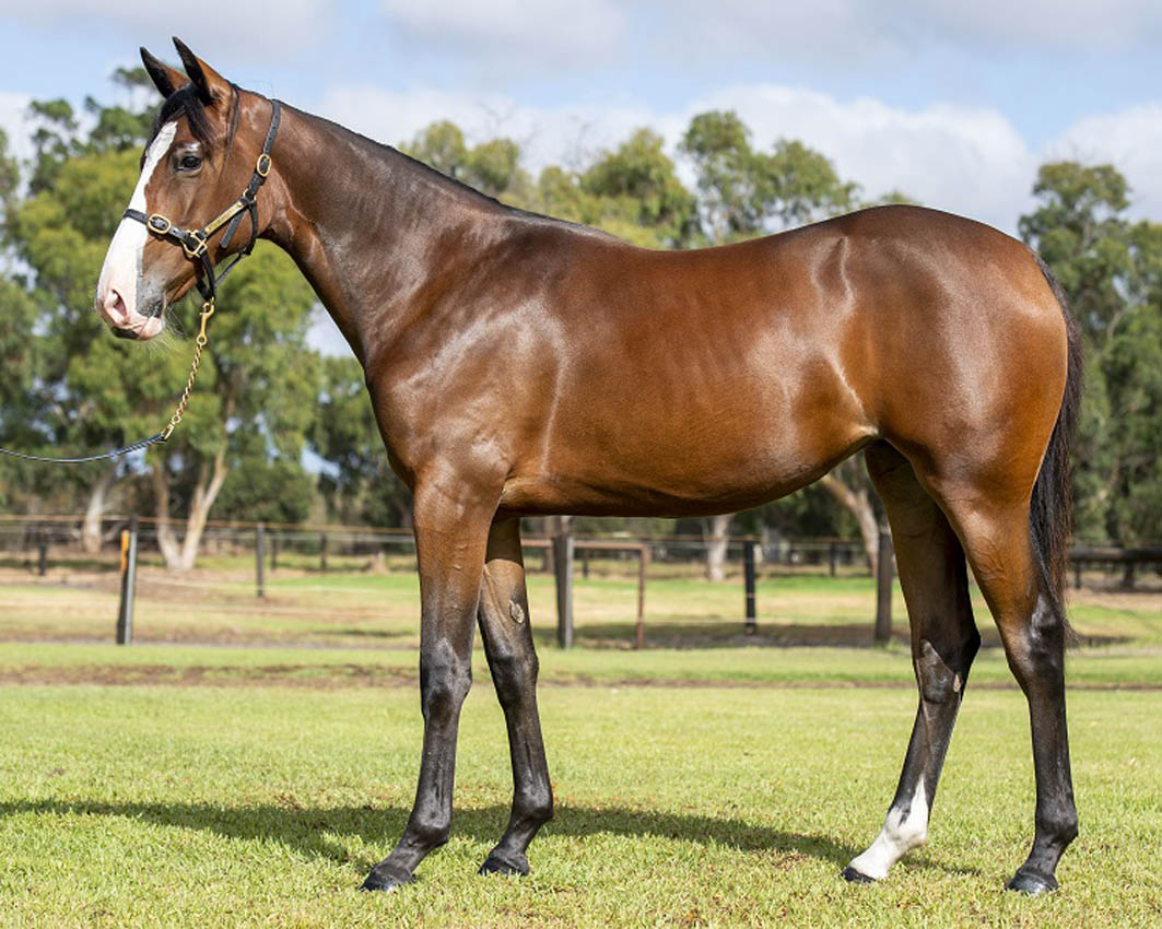 This APG Perth Lot demands attention