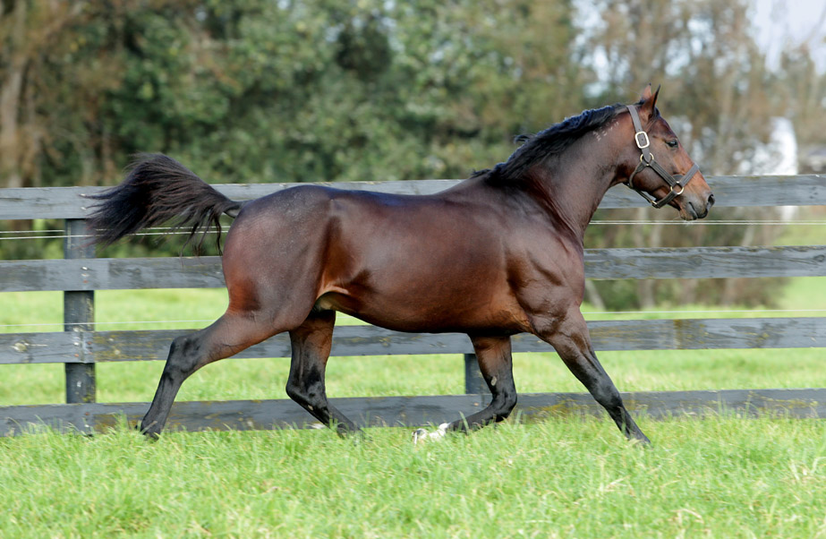 Sire's strong Australasian results ahead of Sale