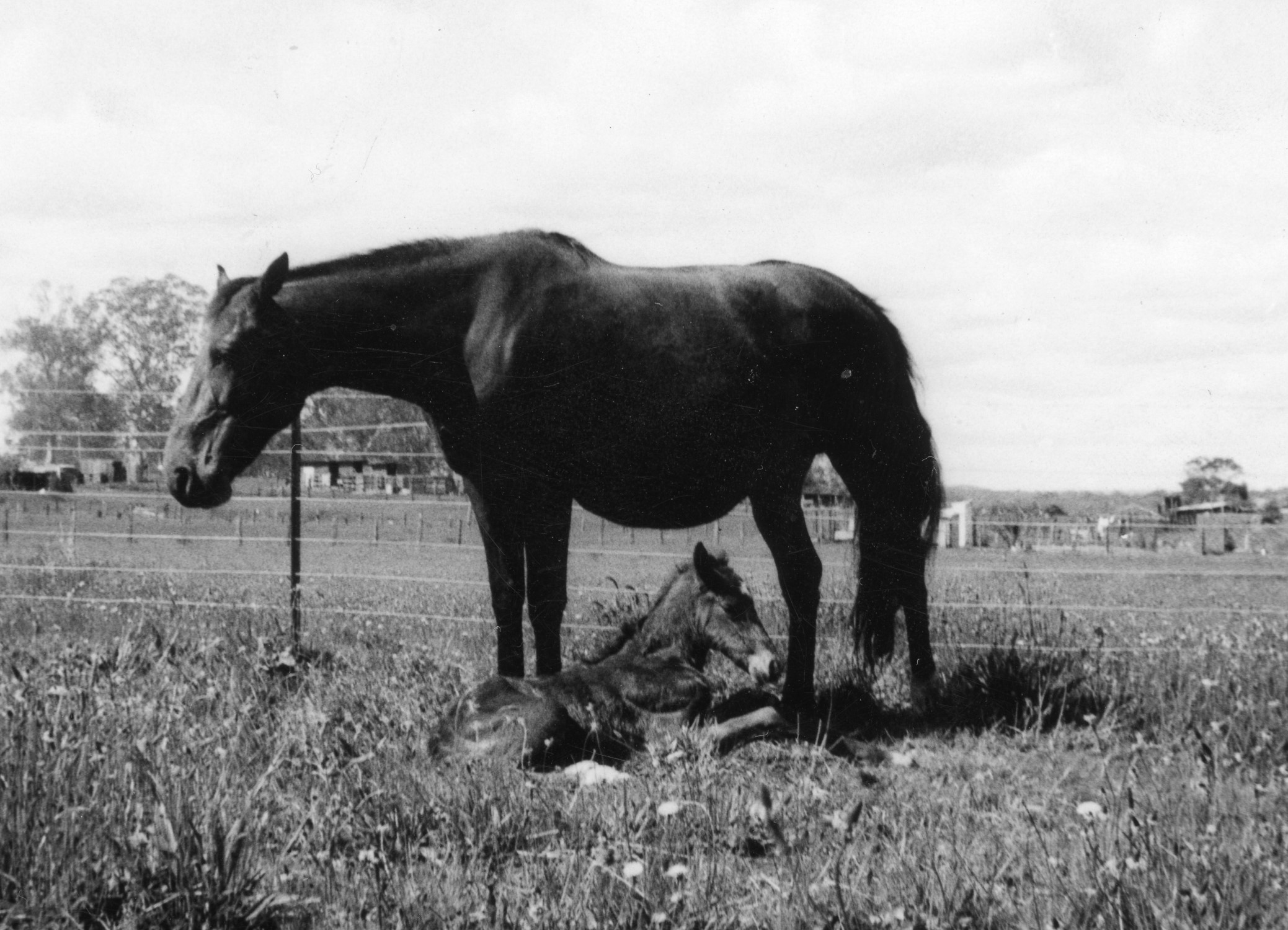 VALE: Kay Caffyn . . . harness racing royalty