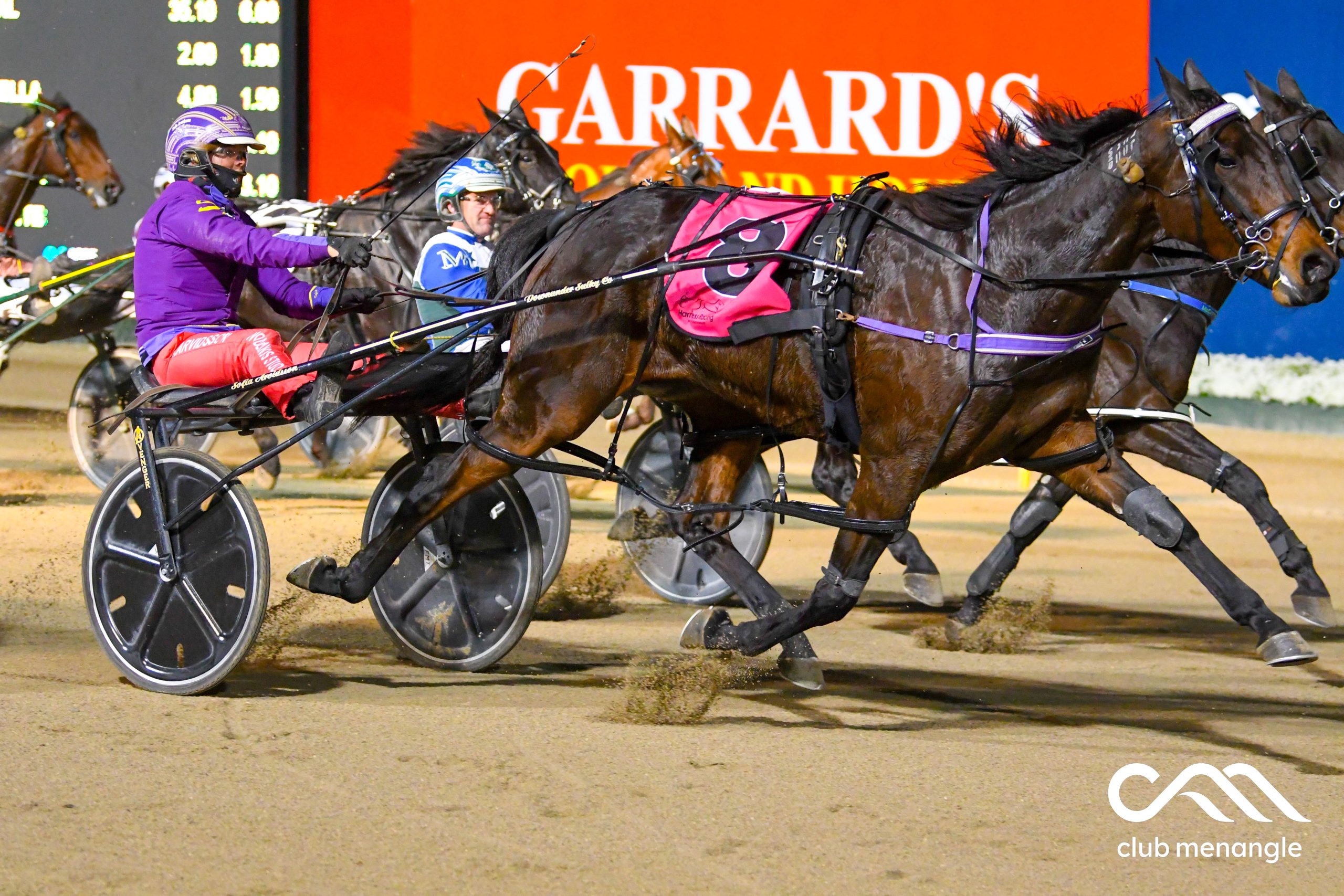 Star mare on the market