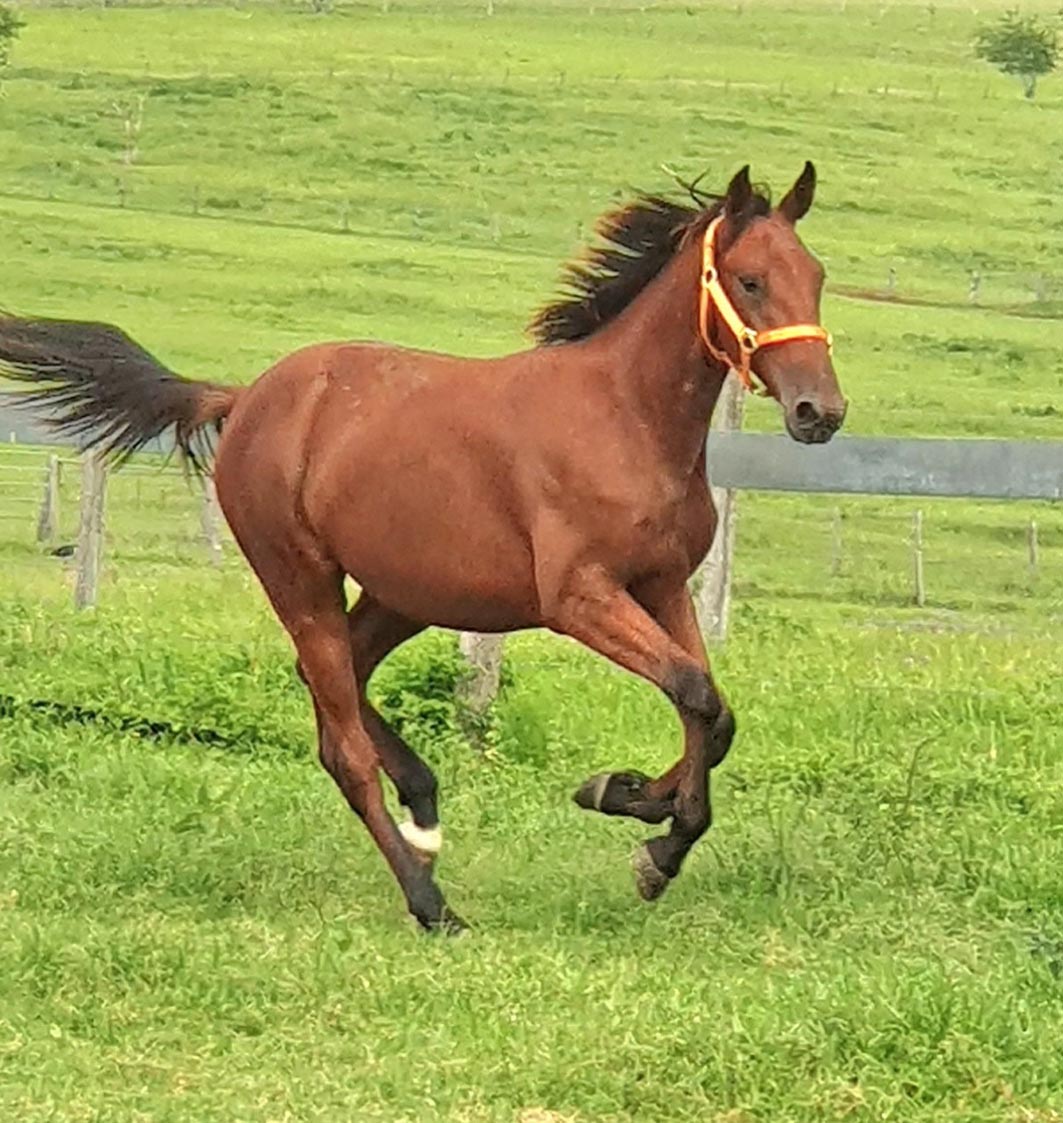 Stellar draft from prominent breeder