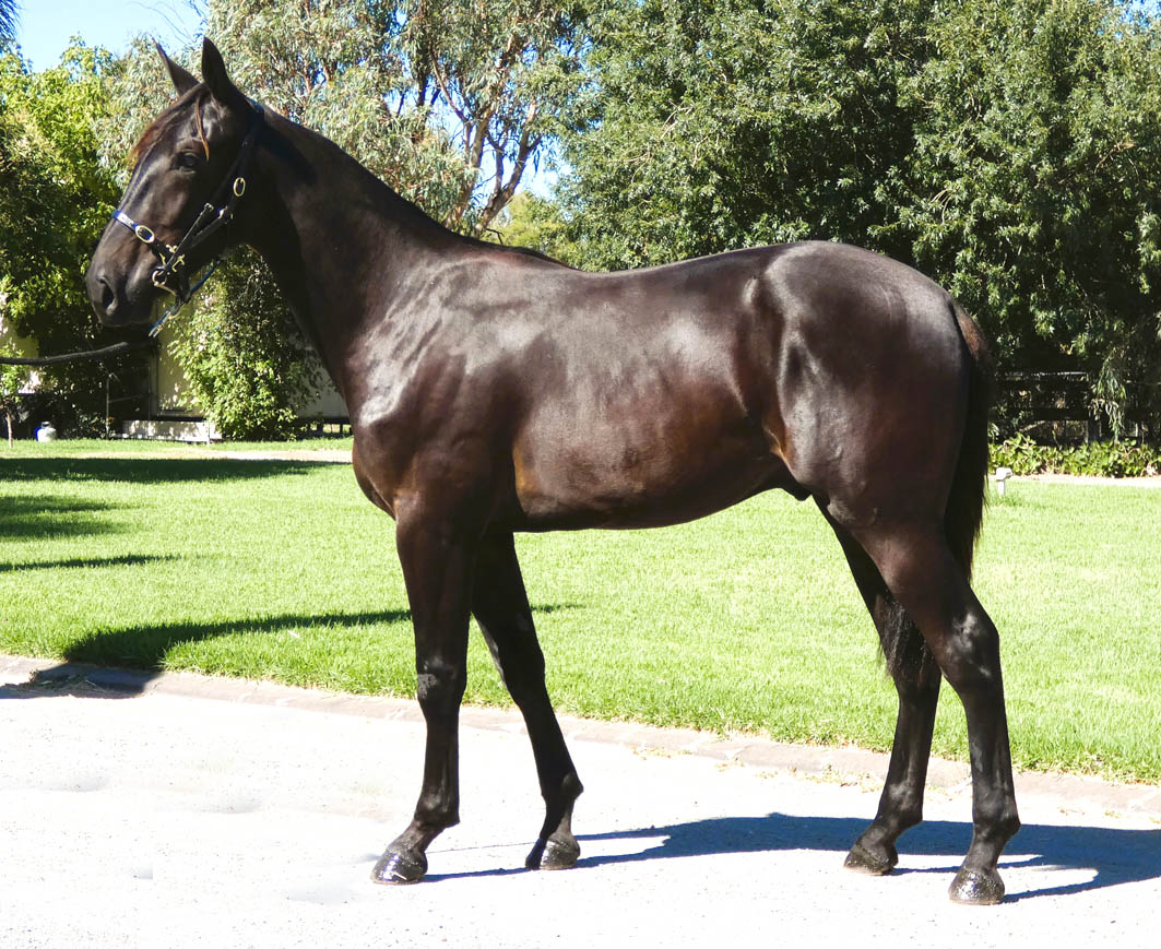 From dealing caravans to breeding fine stock