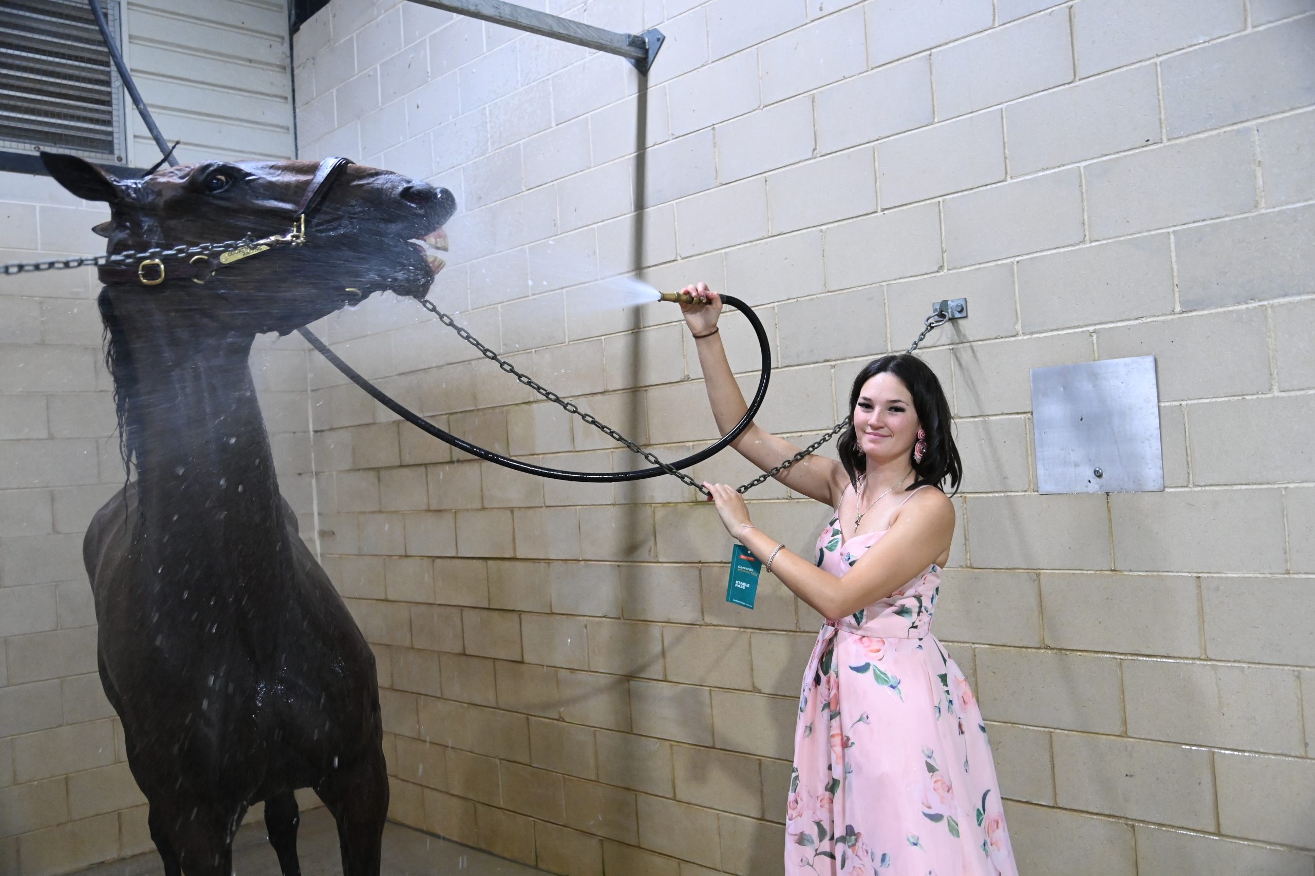 Curly's the gift that keeps on giving