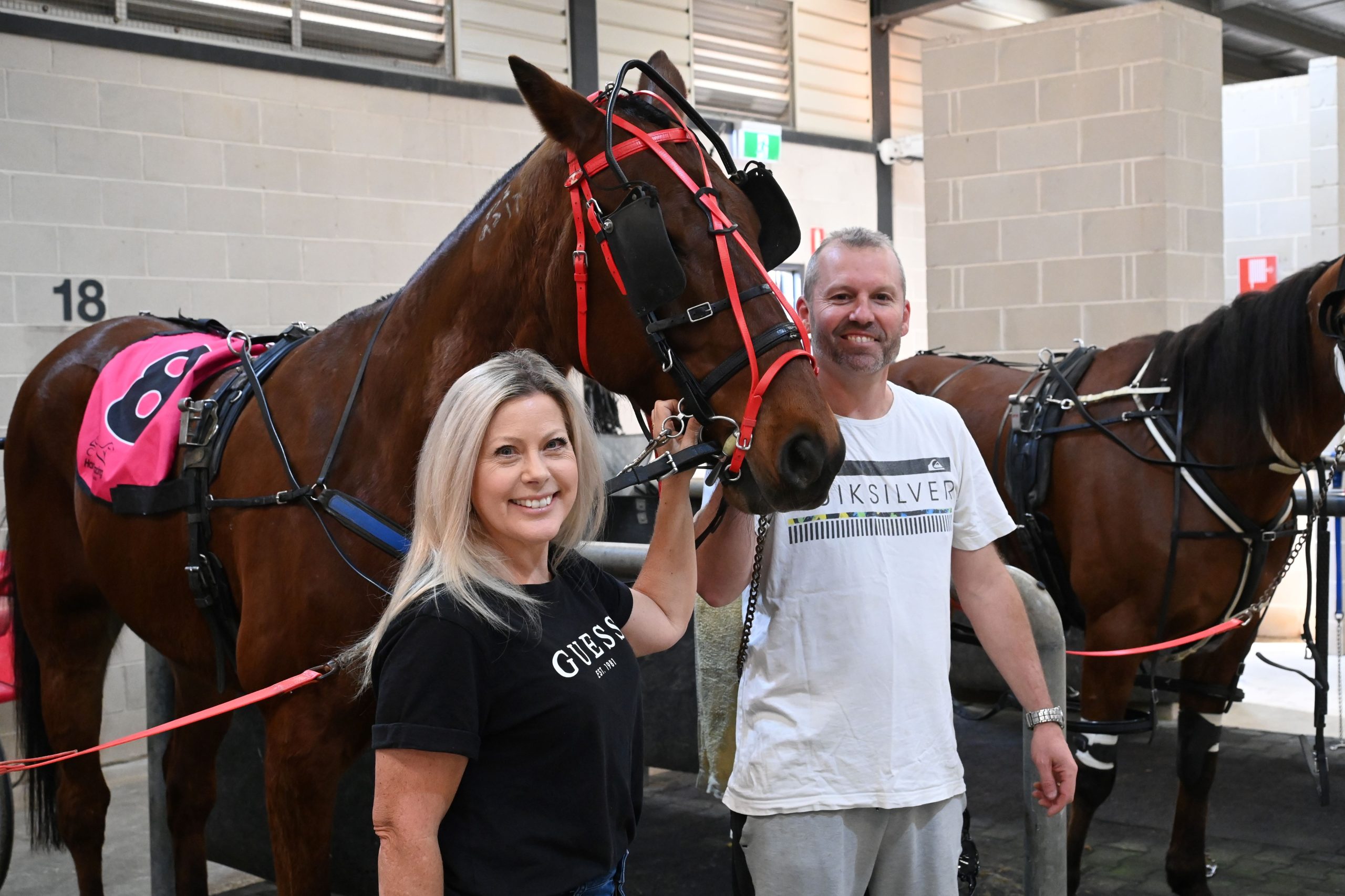 Here's a first: 100 race starts at Menangle for the 'Ace'