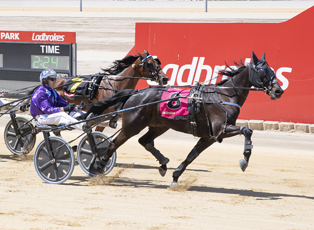 Interstate trip for exciting trotter