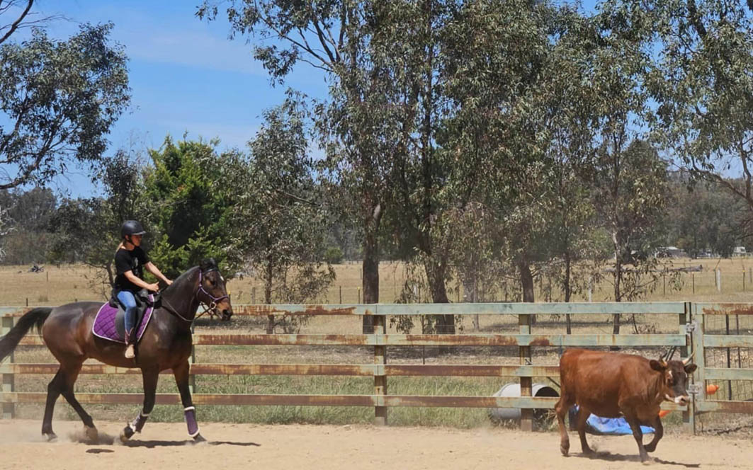 From Group One winner to King of the cows