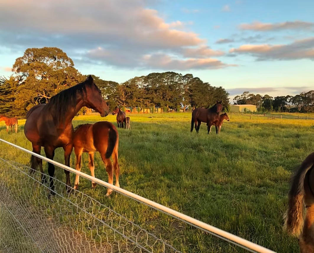 One of Victoria's fastest growing nurseries