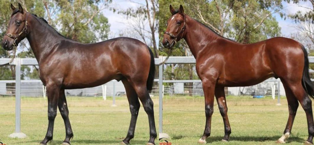 Passion for breeding