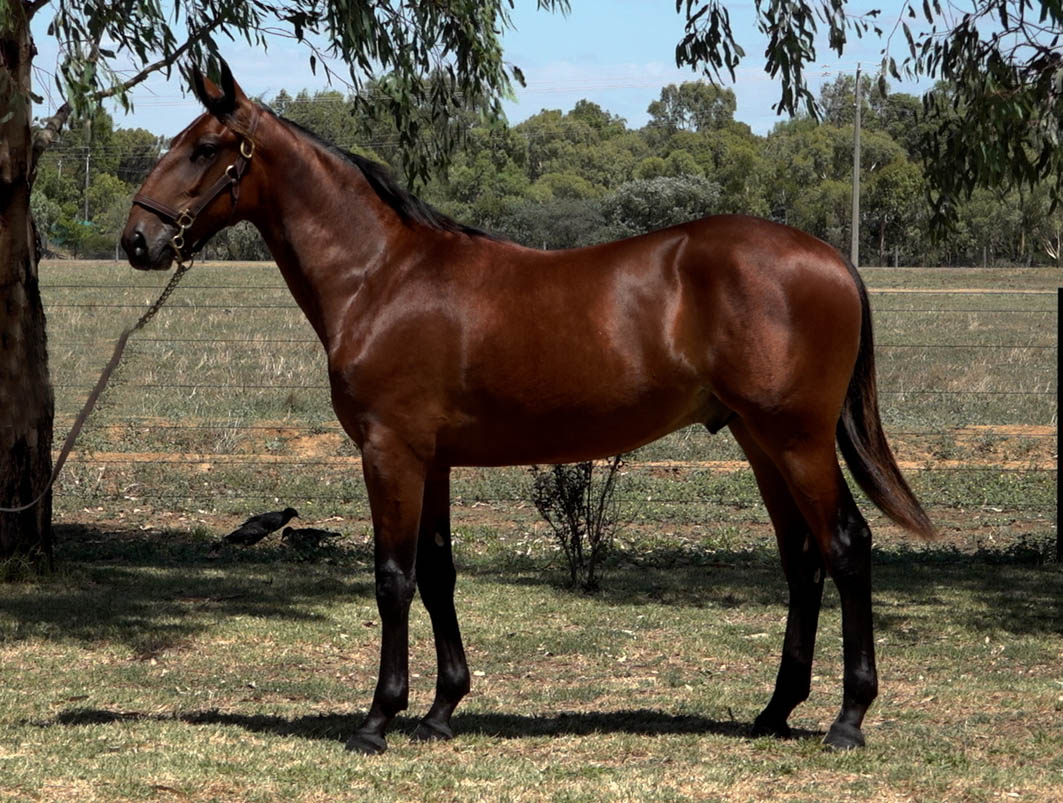 Amazing bloodlines on offer