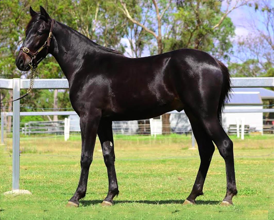 Pedigree like no other!