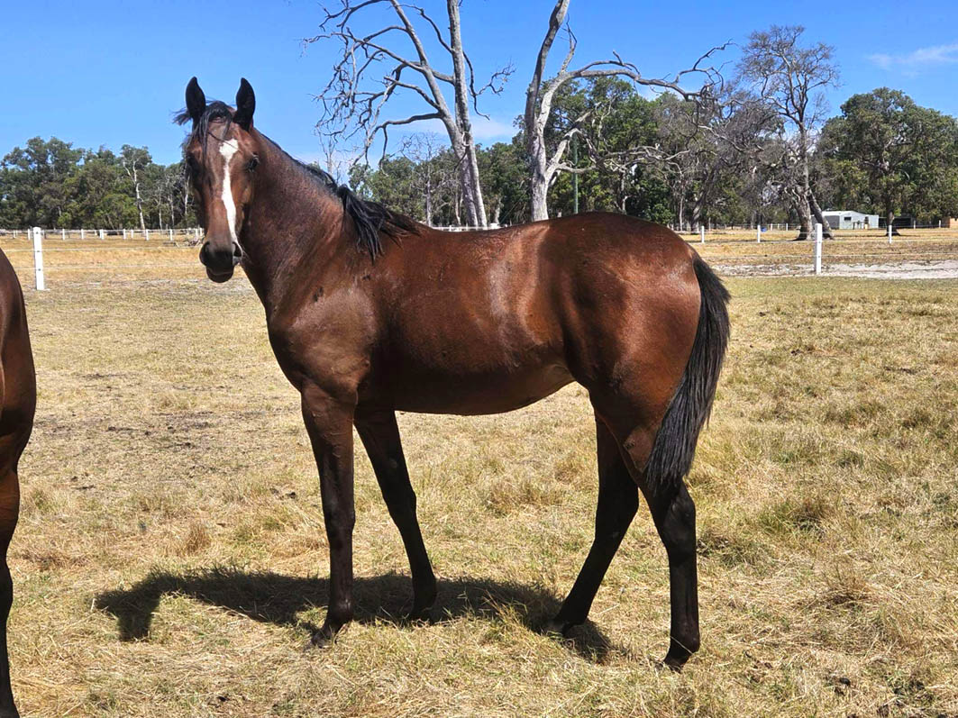 Perth's Prime Prospects