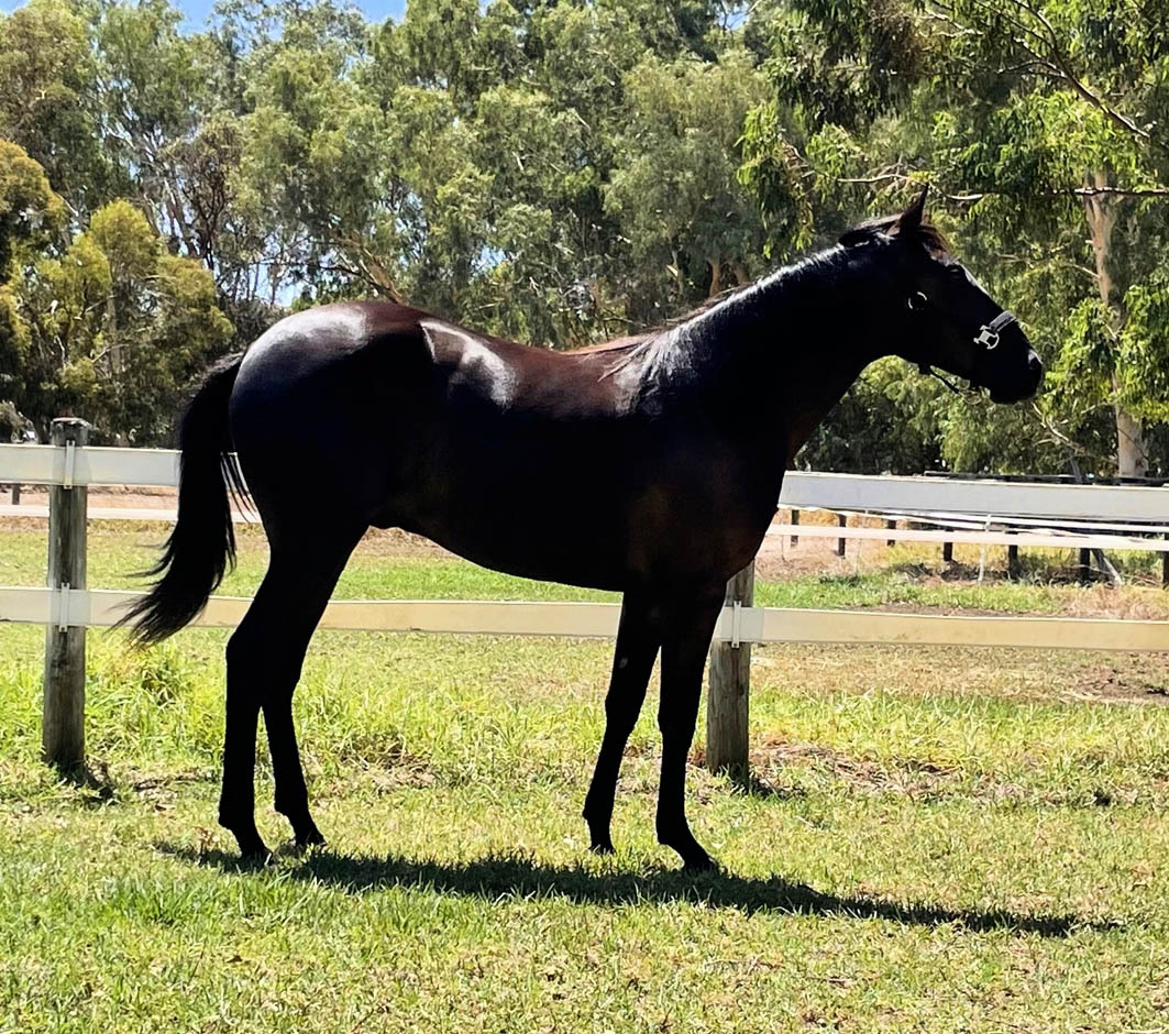 Harness racing is in his blood