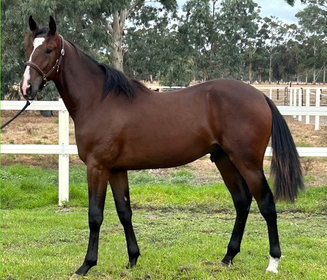 Risk sets scene for dynasty