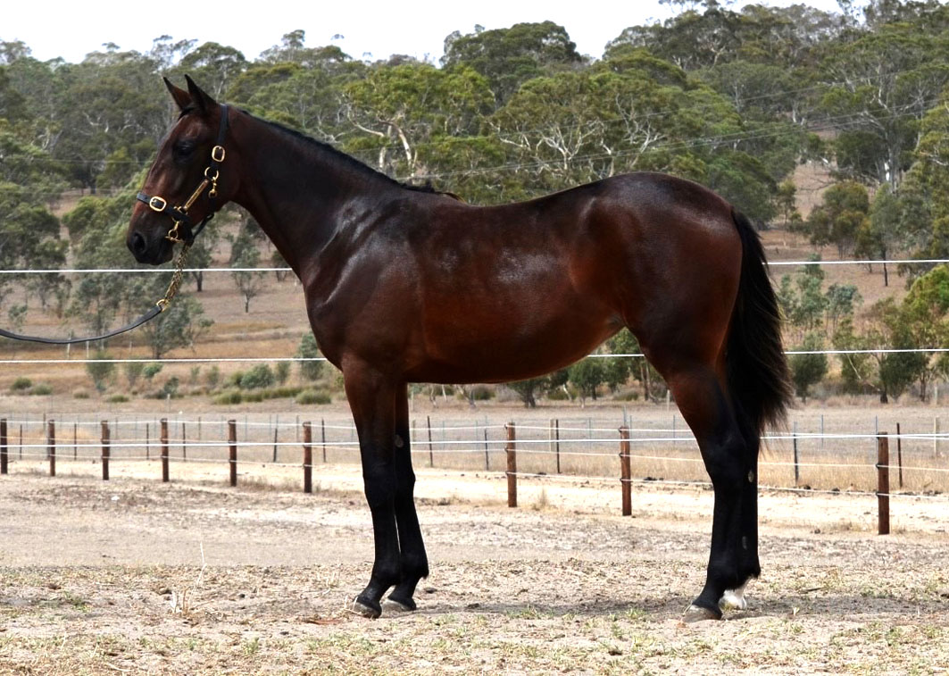 Fillies to lead the way