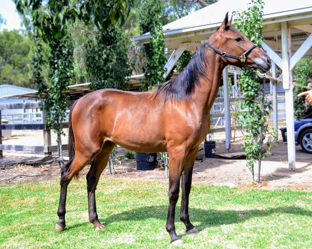 Blue bloods on offer