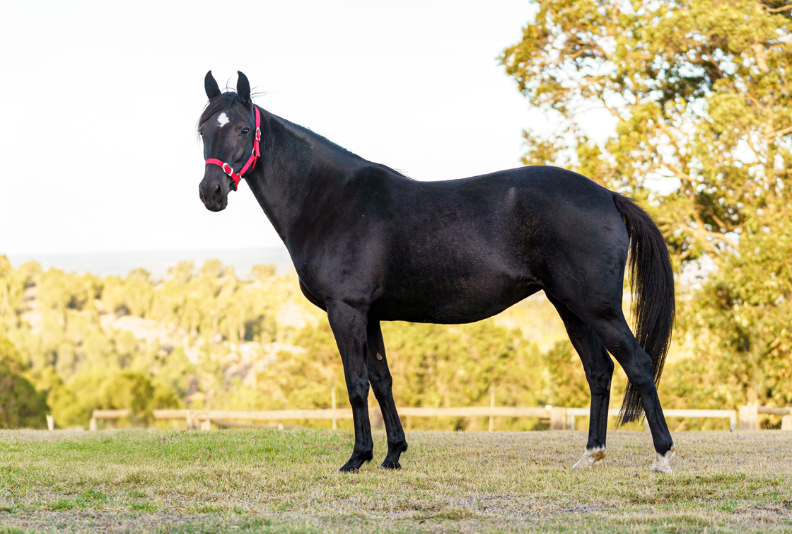 Half-sister of Western Oaks winner part of Sale