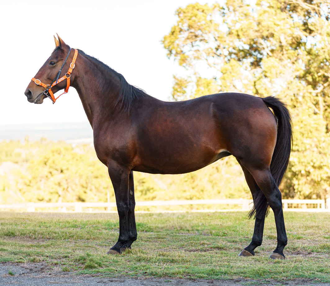 Broodmare gem leaves a rich legacy
