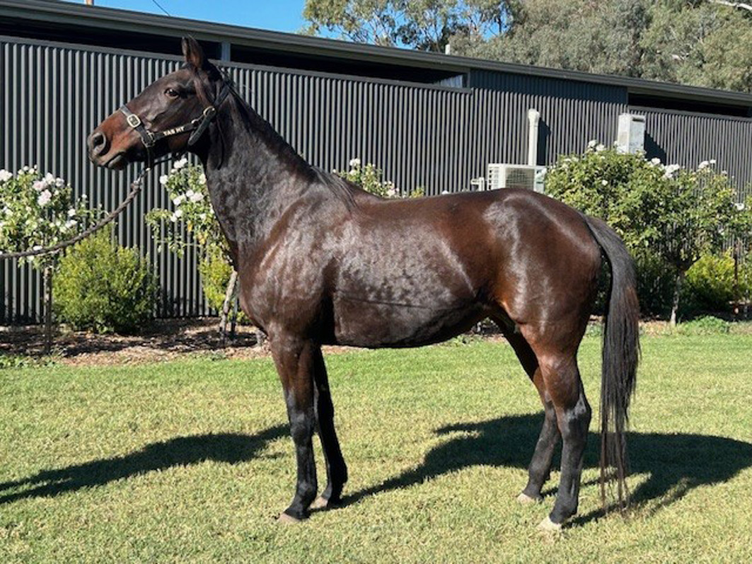 Half-sister to Group One winners