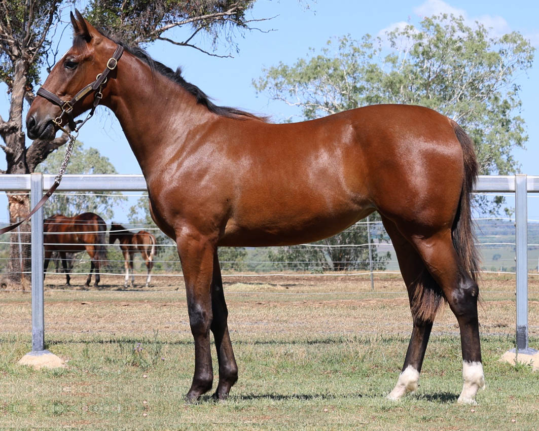 Breeder ready for APG debut