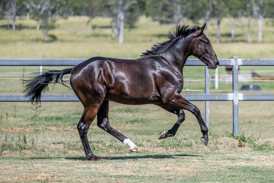 Colt set to steal Queensland Sale spotlight