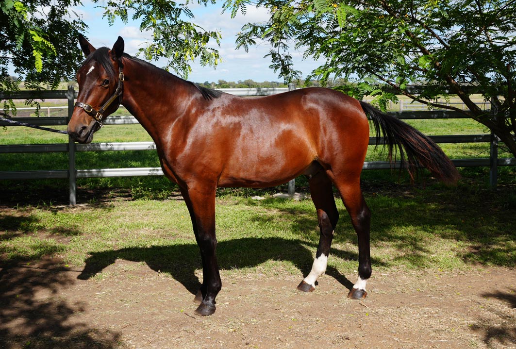 Trotters add depth to APG Sale