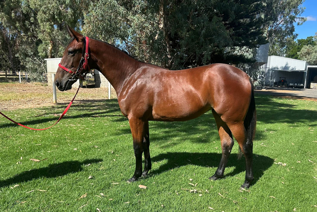 Boyanup breeder's proud Sales record