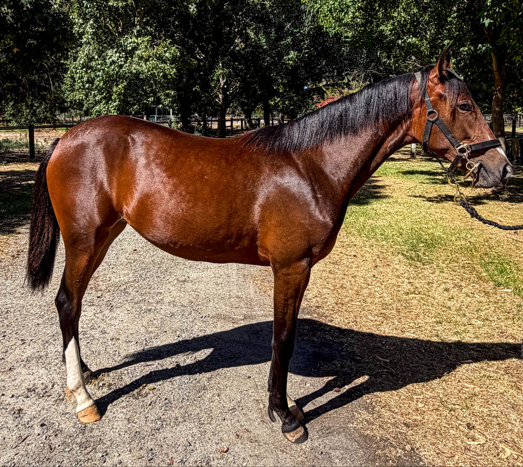 Peter pins faith in Sweet Lou