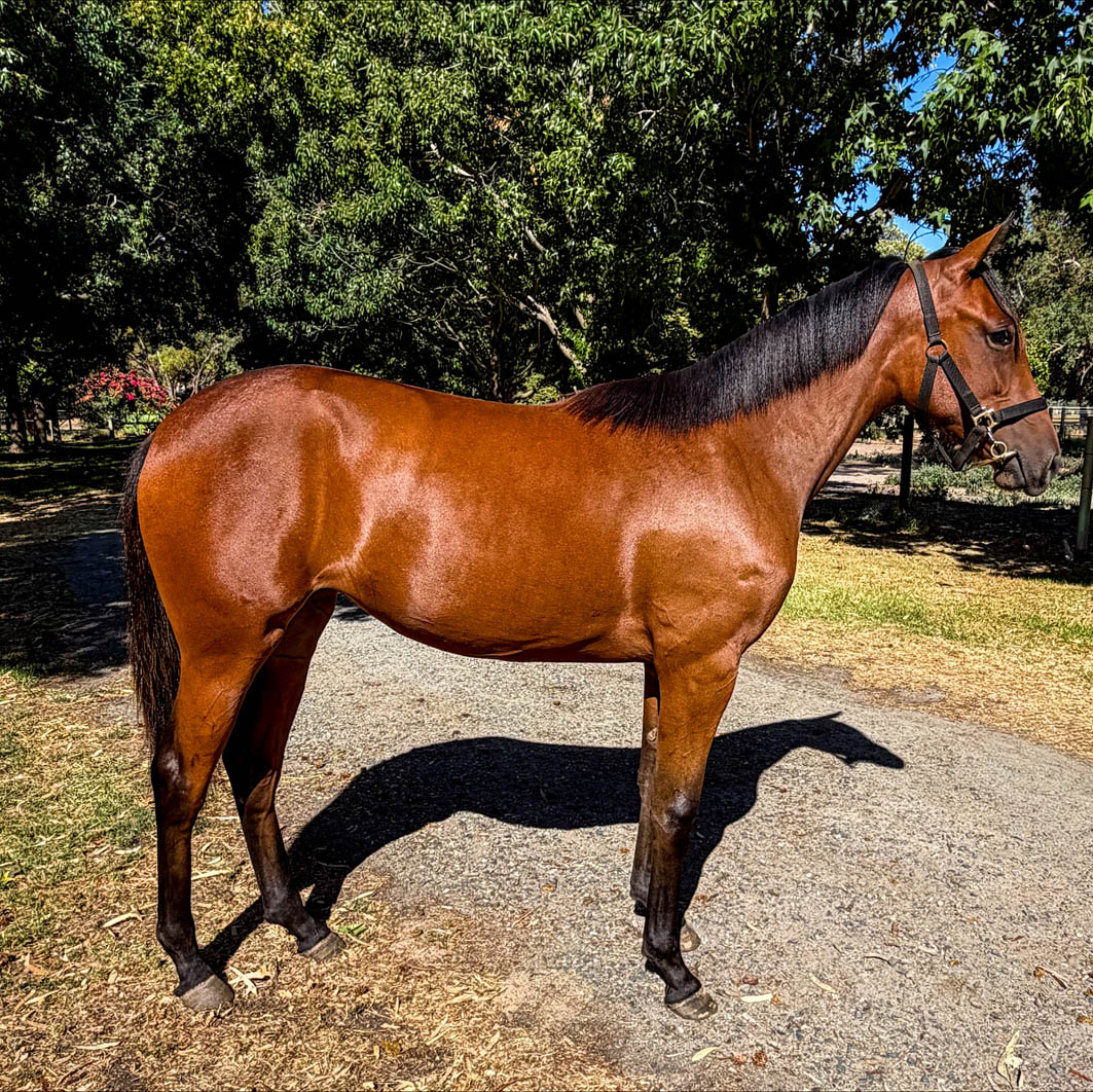 Yearling preparation is Debbie’s domain