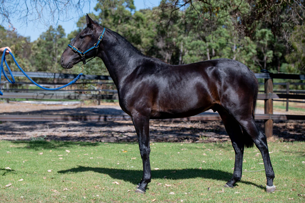 Fab Five from Lancefield Park