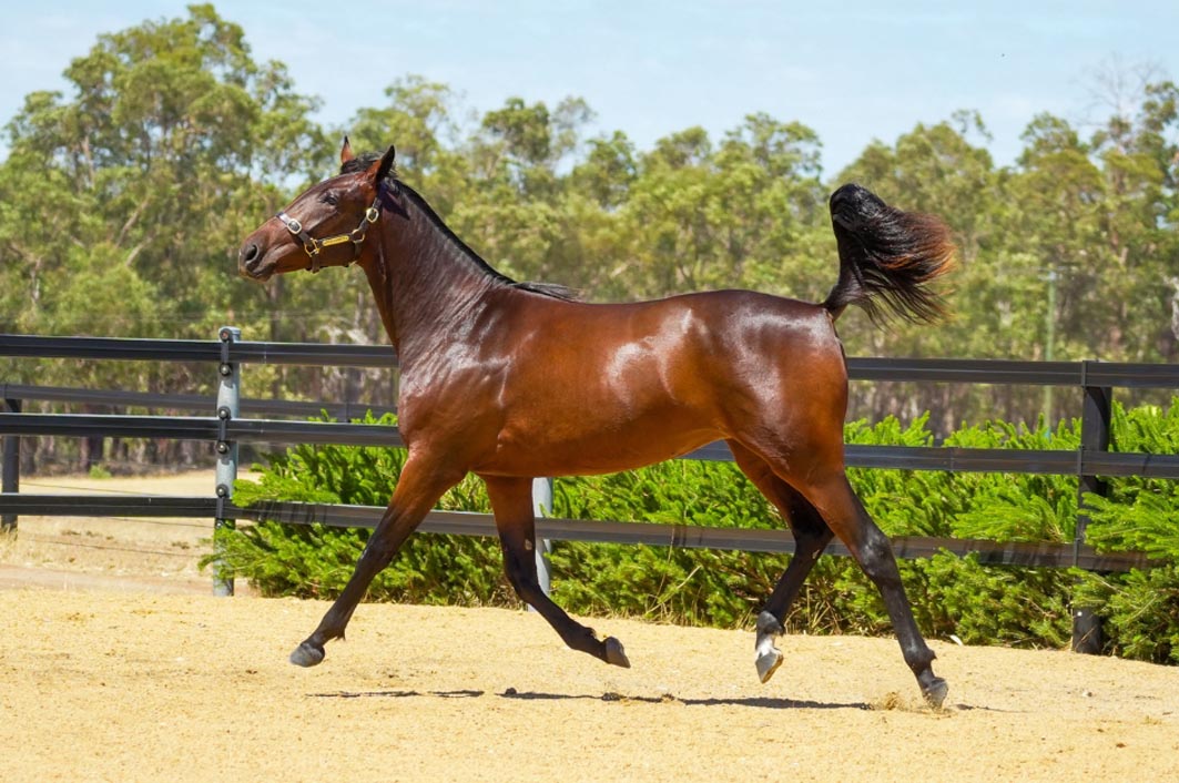 Five Twenty Equine offers biggest draft yet