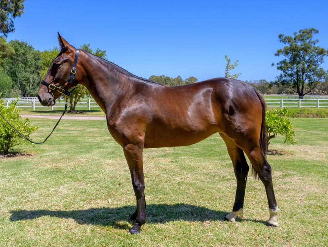 Filly to attract plenty of attention