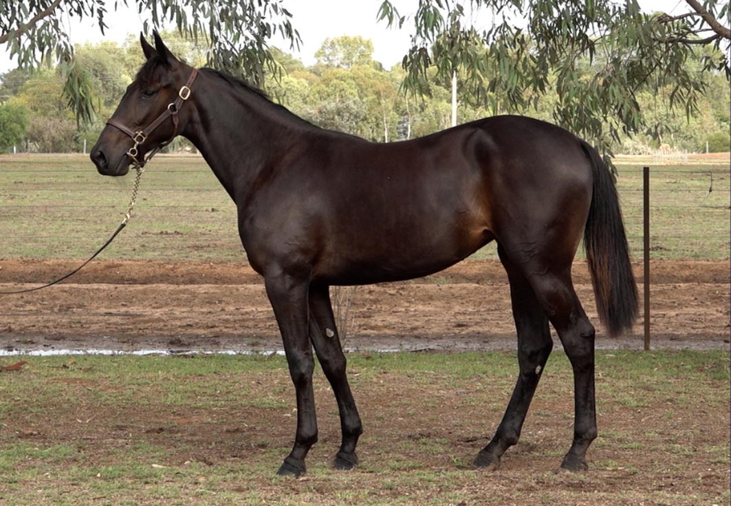 Star fillies from the same family