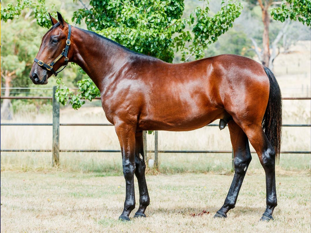 From ship deck to sale ring