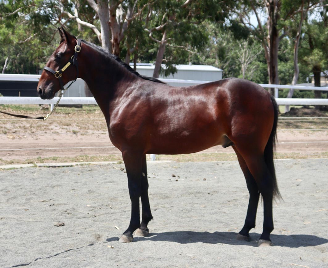 Mare power is McMillan’s creed